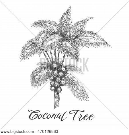 Coconut Palm Tree Sketch. Vintage Coco Palms Engraved With Nuts Leaves, African Coconuts Plant Hand 