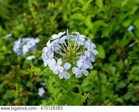 Indian Leadwort Flower Or Scarlet Leadwort In Full Bloom (plumbago Indica). Blurred Natural Green Ba