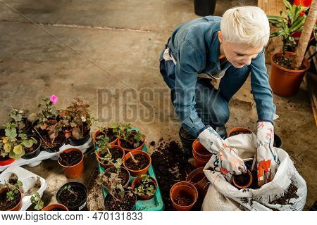 Gardener Transplant Plant. Woman Care Houseplant And Transplanting Plant Into A Pot. Woman Is Transp