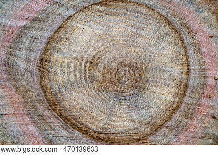 Beautiful Wooden Fracture Old Oak, Natural Texture Close Up