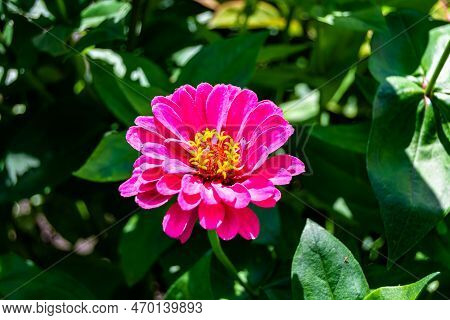 Beautiful Wild Growing Flower Zinnia Elegans On Background Meadow