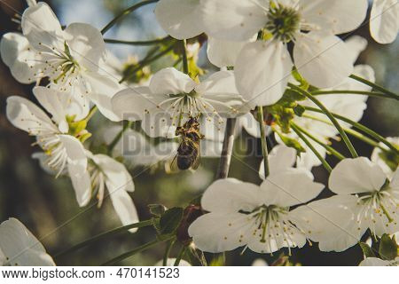 Close Up Bee Getting Nectar From Flowering Apple Tree Concept Photo. Cross Pollination. Front View P