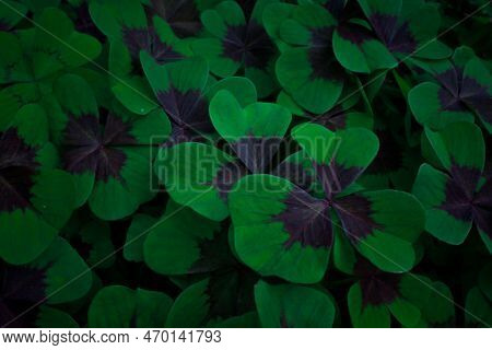 Close Up Shamrock Clovers Meadow Concept Photo. Three Leaf Plants With Dark Center. Front View Photo