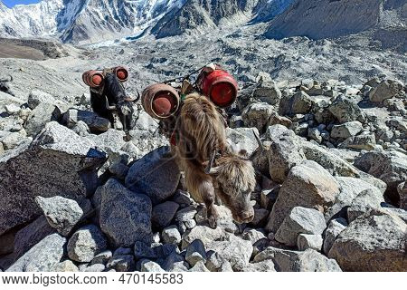 Yaks Is The Only Way To Carry Goods And Gas Up To Everest Base Camp. Yaks Carrying Empty Gas Cylinde