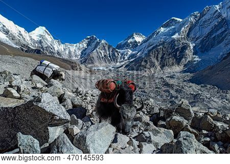 Yaks Is The Only Way To Carry Goods And Gas Up To Everest Base Camp. Yaks Carrying Empty Gas Cylinde