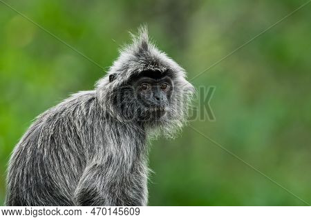 A Portrait Of A Silvered Leaf Monkey (trachypithecus Cristatus), Bako National Park, Borneo, Malaysi