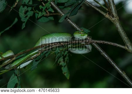 Borneo Keeled Pit Viper (tropidolaemus Subannulatus), One Of The Most Iconic Pit Viper In Borneo.