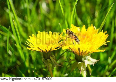 Dandelion Or Dandelion, Also Known As Dandelion, With A Bee On The Flower. Yellow Petals On Your Gre