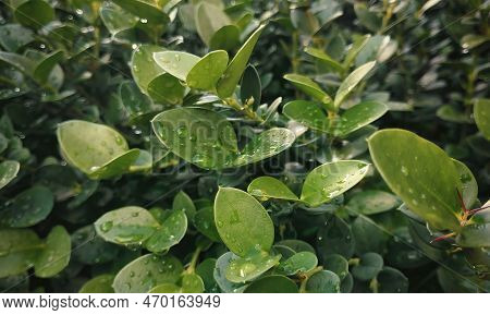 Green, Rounded Leaves On Ficus Annulata Blume. Screensaver Nature. Selective, Soft Focus