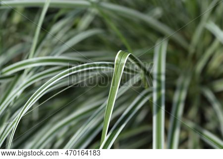 Striped Weeping Sedge Everest Leaves In The Summer