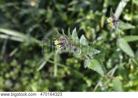 Yellow Nonea Flowers In The Garden In Spring