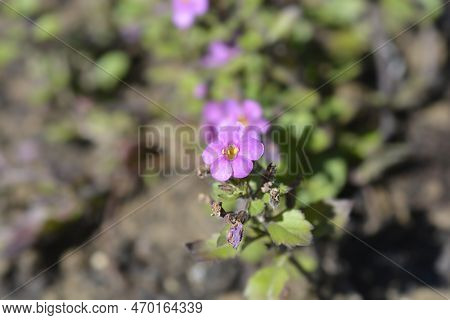 Ornamental Bacopa Pink Flowers In The Summer