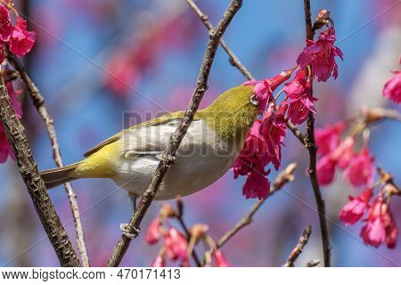 Bird Warbling White-eye Collecting Nectar On Prunus Cerasoides Flower In Springtime Season