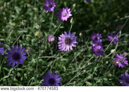 Purple Flower Of Annual Everlasting Or Immortelle, Xeranthemum Annuum, Macro, Selective Focus