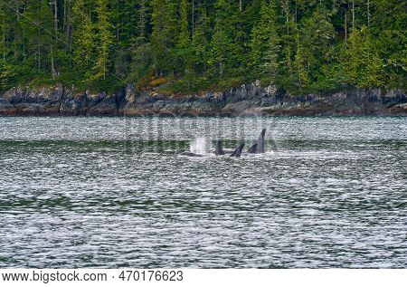Shoreline Orcas Johnstone Strait. A Pod Of Orcas Feeding And Swimming In Johnstone Strait, British C