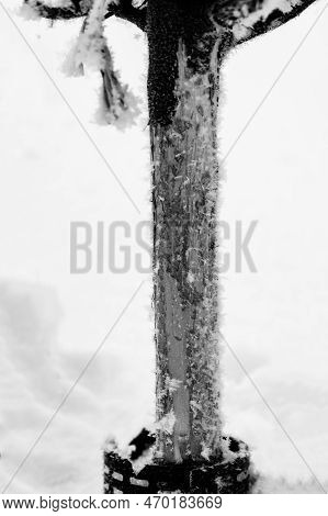 Damaged Bark Of A Small Fruit Tree Stripped By Rabbits And Small Animals During The Winter.