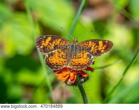 A Beautiful Pearl Crescent Butterfly Captured While Feeding On A Northwoods Woodland Wildflower.