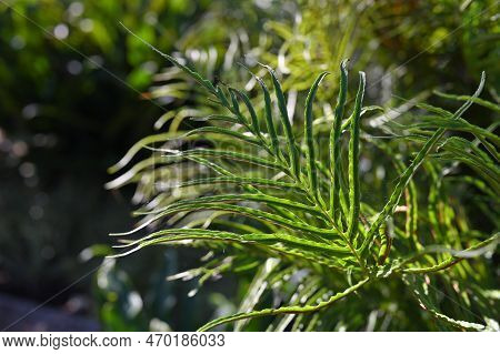 Green Leaf Of Tropical Plant On Sunshine In The  Garden