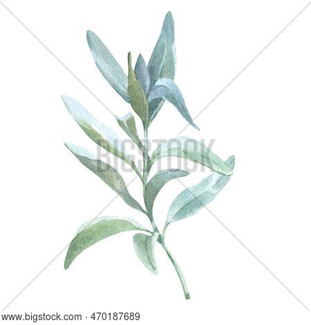White Sage Watercolor Herbal Illustrations, Botanical Organic Leaves Drawing Elements Sage. Realisti