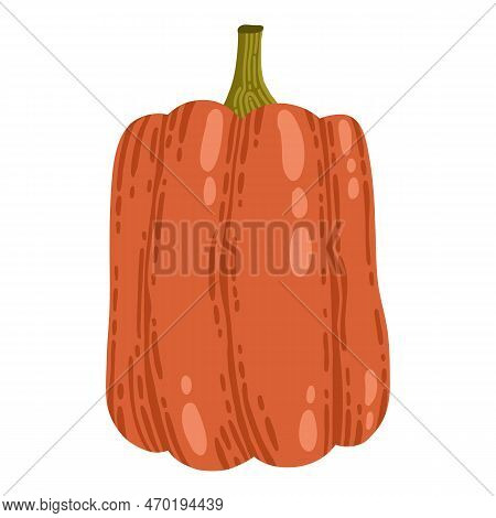 Colored Pumpkin Hand Drawn Vector Graphic Illustration. Colorful Drawing Autumn Vegetable Whole, Sli