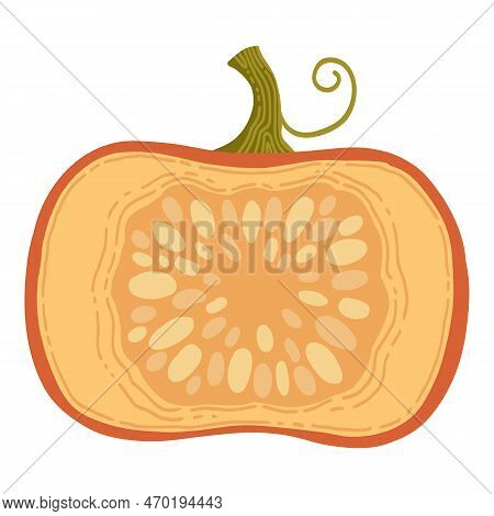 Colored Pumpkin Hand Drawn Vector Graphic Illustration. Colorful Drawing Autumn Vegetable Whole, Sli