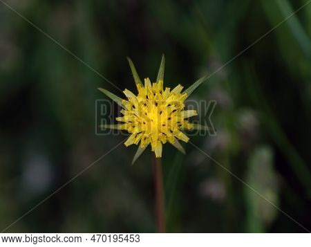 Yellow Salsify Or Goatsbeard In Flower During Summer