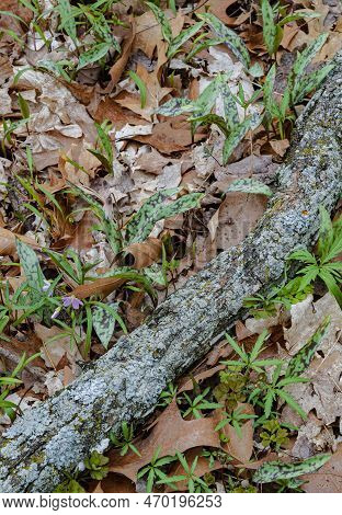 A Lichen Crusted Branch Lies Across The Forest Floor Filled With Cutleaf Toothwort, Trout Lillies An