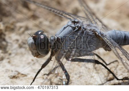 Natural Closeup On A Blue Colored Male Southern Skimmer, Orthetrum Brunneum, Sitting On The Ground I