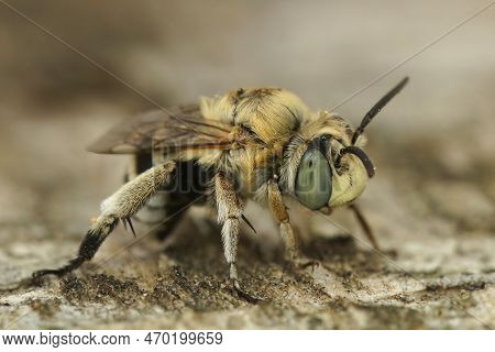 Detailed Frontal Closeup On A Cute Yellow Snouted Male Green-eyed Flower Bee, Anthophora Bimaculata,
