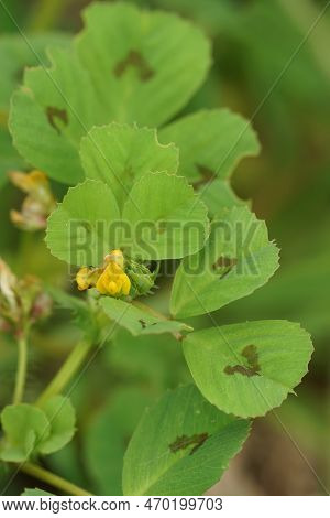 Vertical Closeup On A Flowering Spotted Burclover, Medicago Arabica In The Field