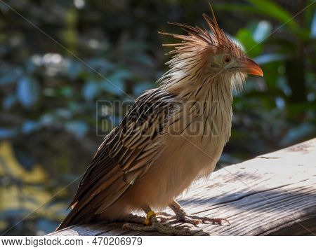 A Guira Cuckoo Perched On A Railing