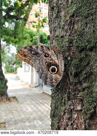 The Owl Butterfly (caligo Beltrao) Is An Insect, So Named Because It Looks Like The Face Of An Owl, 