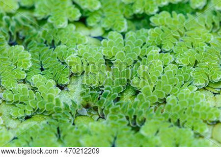 Growing Green Azolla Microphylla Used  An Ingredient In Animal Feed  Or As Compost,close Up