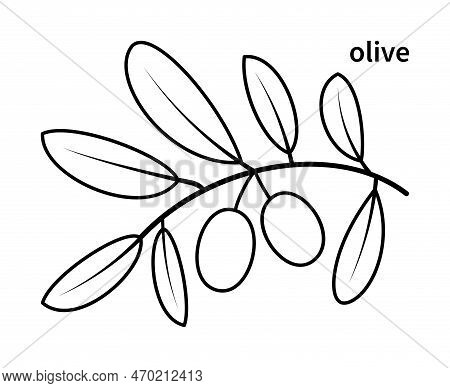 Vector Line Drawing Of Olive Branch And Olive Fruit. Nature And Ecology. Olive, Leaves, Plant, Icon,