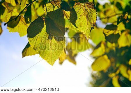 Leaves Of Tilia Platyphyllos Tree, Sunny Sky Background. Green And Yellow Leaves Of Large-leaved Lin