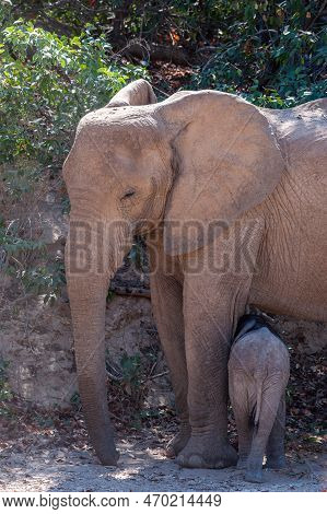 Closeup Of An Adult African Desert Elephant - Loxodonta Africana- And Her Calf Wandering In The Dese