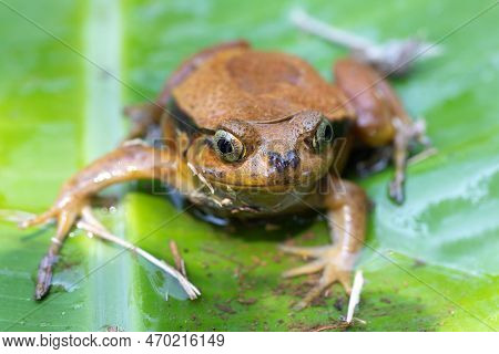 Dyscophus Guineti, False Tomato Frog Or The Sambava Tomato Frog, Is A Species Of Frog In The Family 