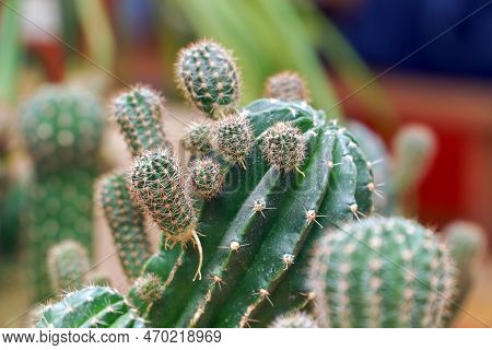 Echinopsis Cactus With Offshoots Of Babies Or Pups. Echinopsis Calochlora. Selective Focus
