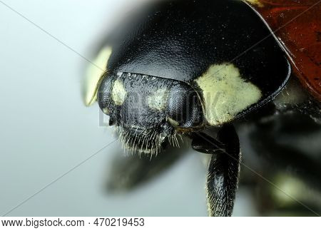Coccinellidae, Lady Bug, Ladybug Head, 5x Extrem Macro, Isolated, Nature And Entomology Science