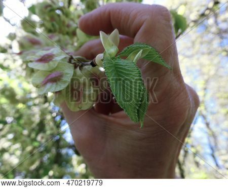 Hand Of A Woman Showing Budding Leaves Of An Elm. Behind The Leaves Are The Seeds