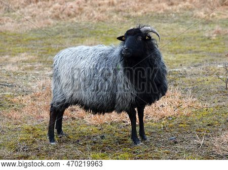 German Grey Heath Sheep Stands In A Wild Environment. The German Name Of This Breed Is Heidschnucke.