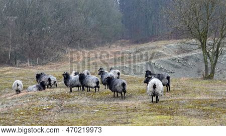 A Herd Of German Grey Heath Sheep. The German Name Of This Breed Is Heidschnucke. This Is A Northern