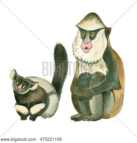 Monkeys. A Set Of Watercolor Drawings Of A Gibon Monkey With A Fluffy Tail And Mona Monkey Hand-draw