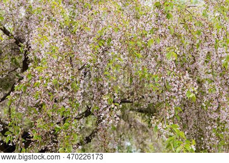 Pendulous Branches Of The Old Decorative Weeping Cherry With Small Flowers And Fresh Leaves In Overc