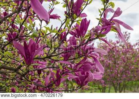 Branches Of Blooming Magnolia Liliiflora, Also Known As Lily Magnolia Or Purple Magnolia Against The