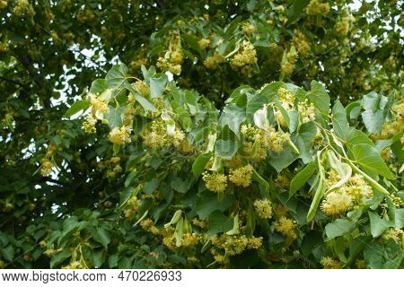 Multitudinous Flowers Of Linden Tree In June