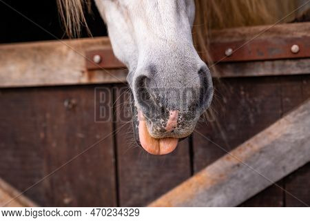 Cute Horse Nose, Details Of Horses, Equine Animals, Looking Out Of Box