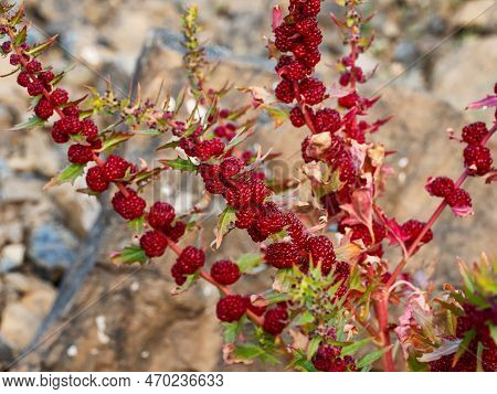 Leafy Goosefoot (blitum Virgatum) With Ripe Berries Among The Stones.