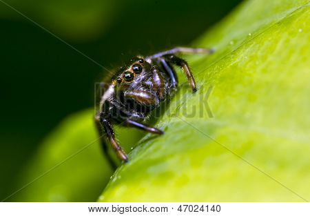 La famiglia di Jumping Spider (salticidae)
