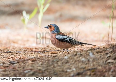 Common Chaffinch, Fringilla Coelebs, Sits On The Ground In Spring. Common Chaffinch In Wildlife.